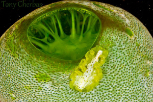 Flatworm on a Tunicate by Tony Cherbas 